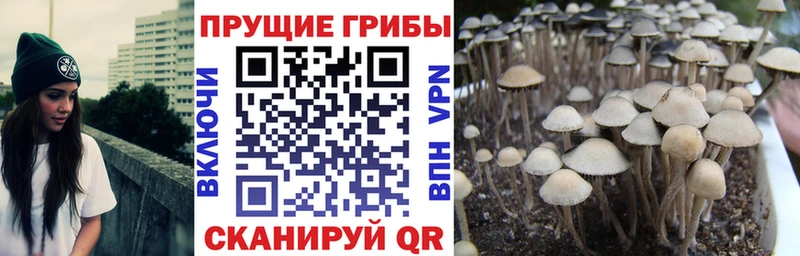 Галлюциногенные грибы MAGIC MUSHROOMS  Купить закладки  Хабаровск 